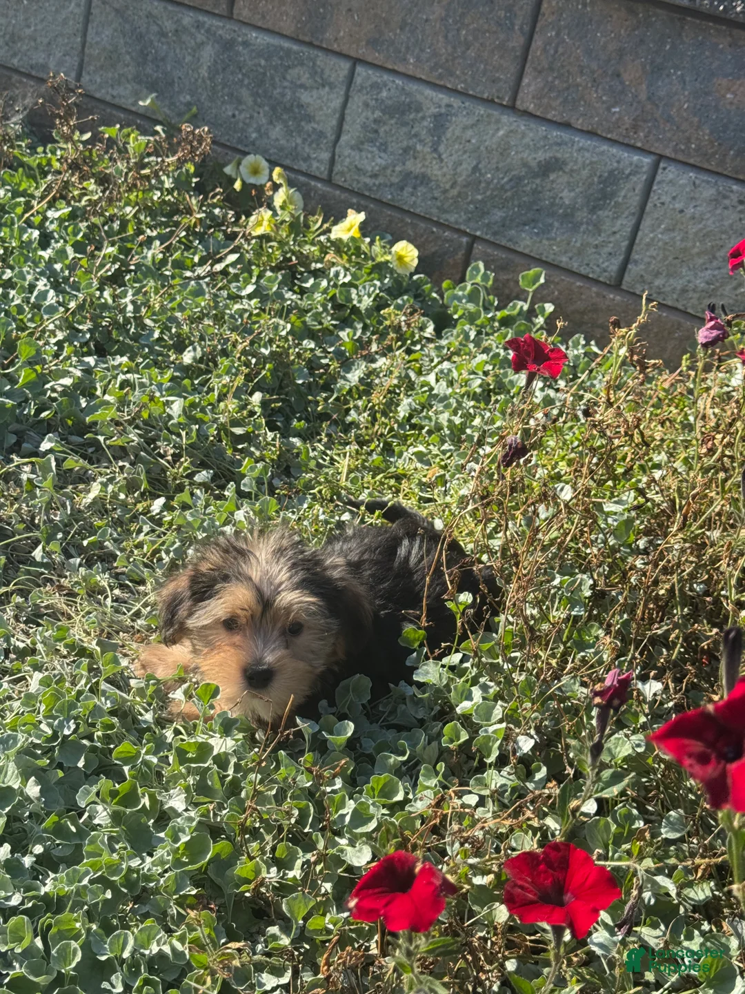 Shorkie dogs for sale: Adam - Ad 2