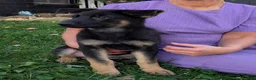 German Shepherd dogs for sale: Mati - Ad 20