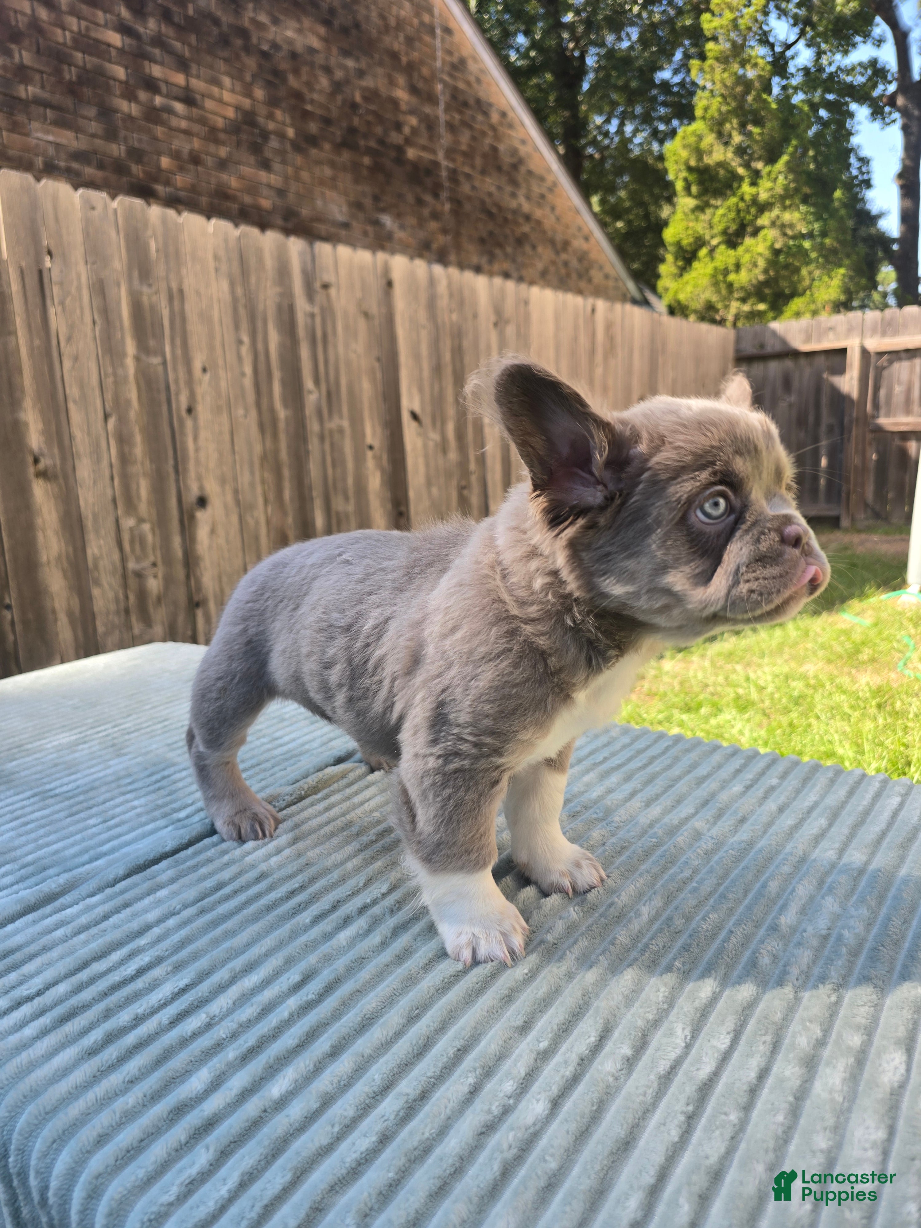 French Bulldog dogs for sale: Bella - Ad 2