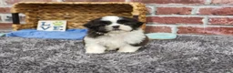 Shih Tzu dogs for sale: Abel - Ad 4