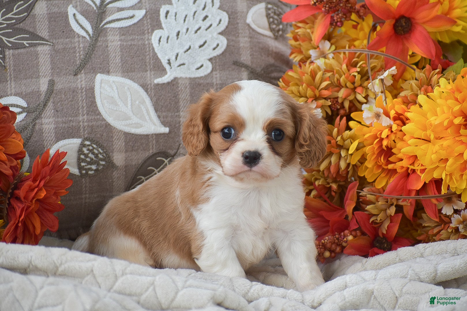 Cavapoo dogs Kalvin - Ad 20