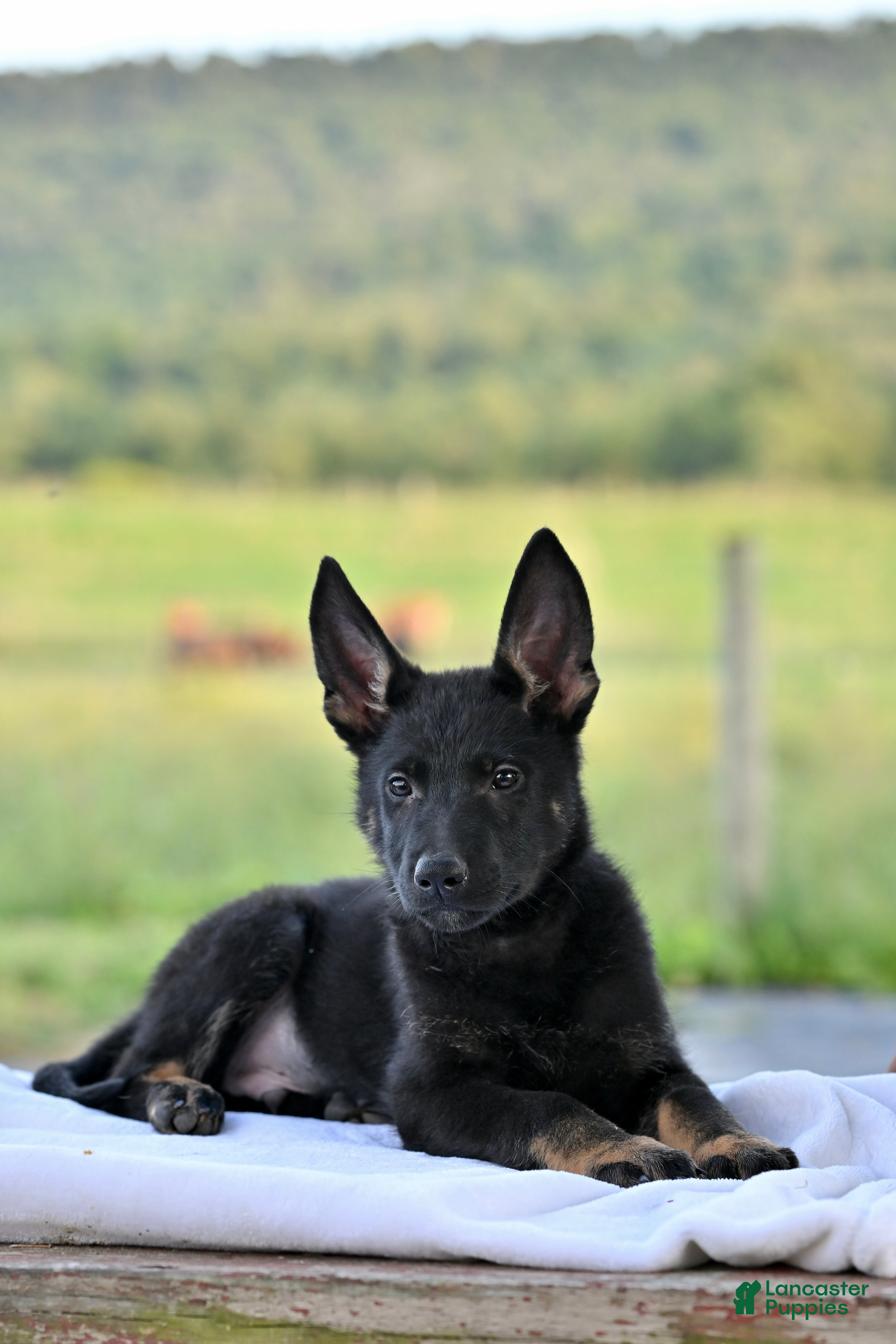German Shepherd dogs Chevy - Ad 1