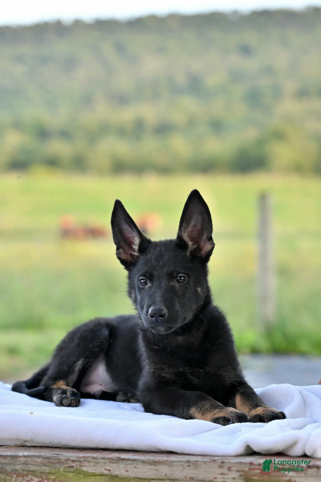 German Shepherd dogs for sale: Chevy - Ad 1