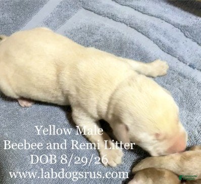 Labrador Retriever dogs Boy 2 - Ad 10