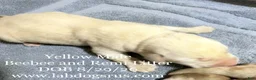 Labrador Retriever dogs for sale: Boy 2 - Ad 1