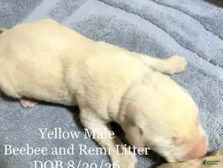 Labrador Retriever dogs Boy 2 - Ad 10
