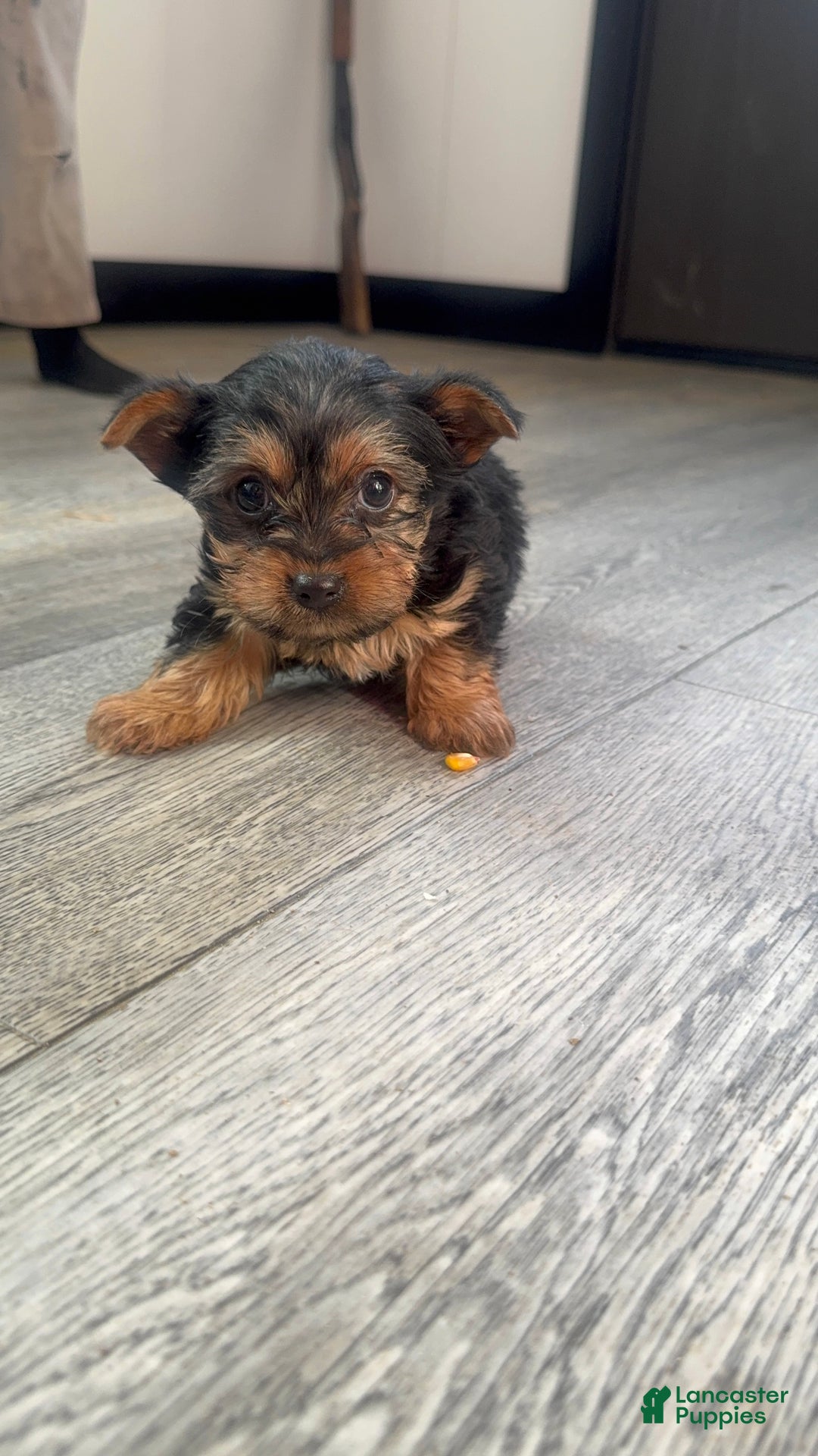 Yorkshire Terrier dogs for sale: Tiny - Ad 2