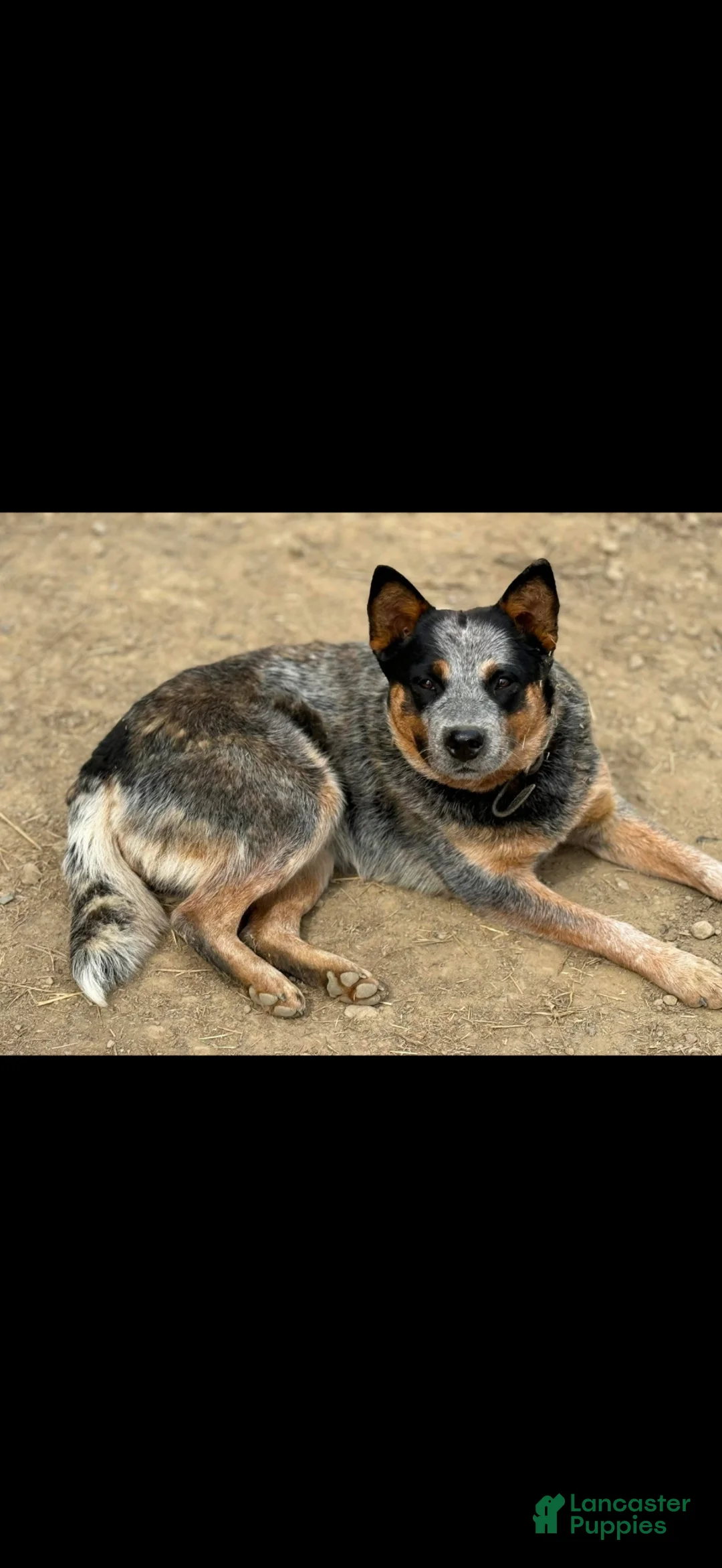 Australian Cattle Dog dogs for sale: Australian Cattle Dog Puppy 1 - Ad 2