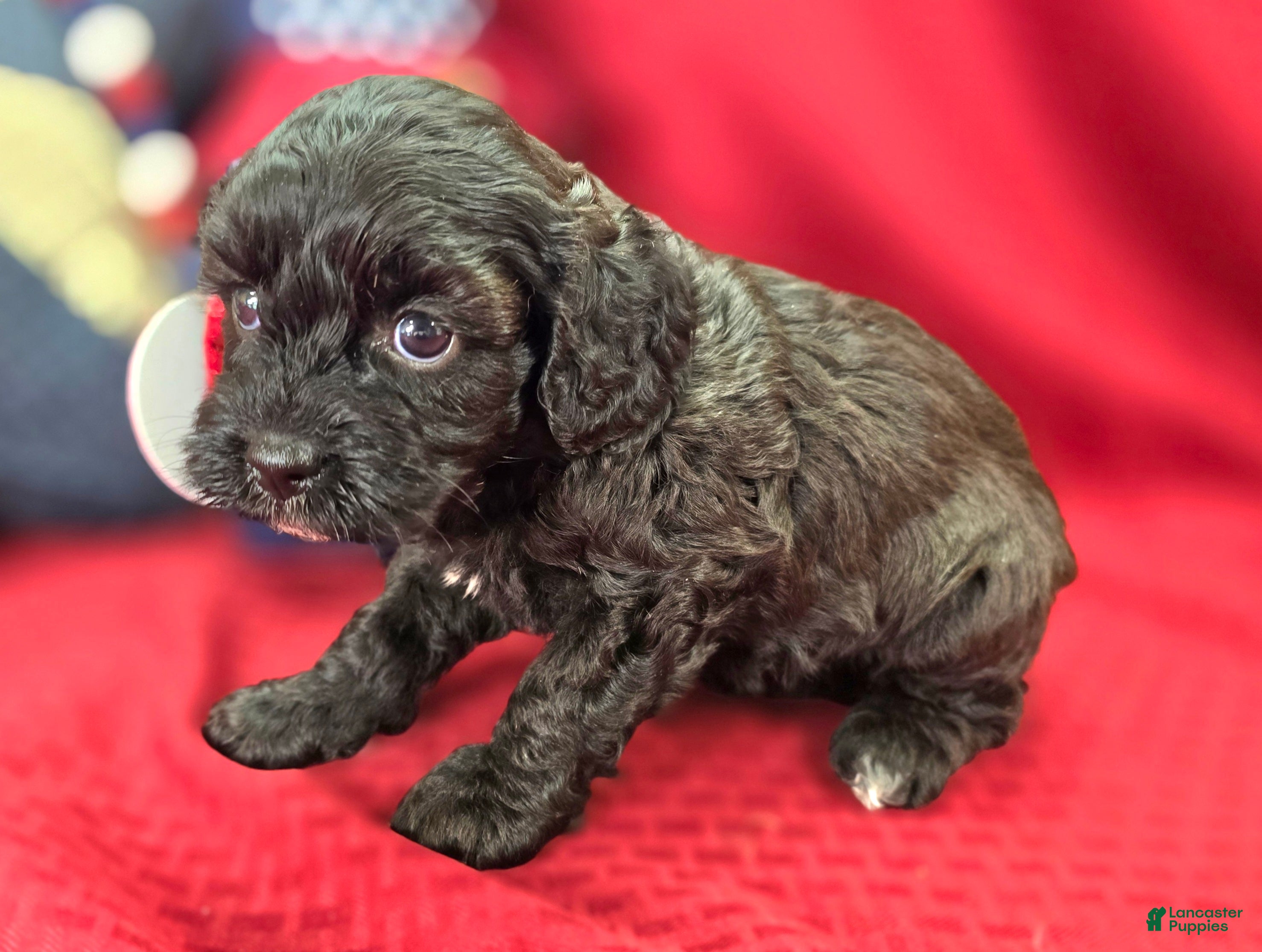 Cavapoo dogs Twink - Ad 24