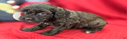 Cavapoo dogs for sale: Twink - Ad 16