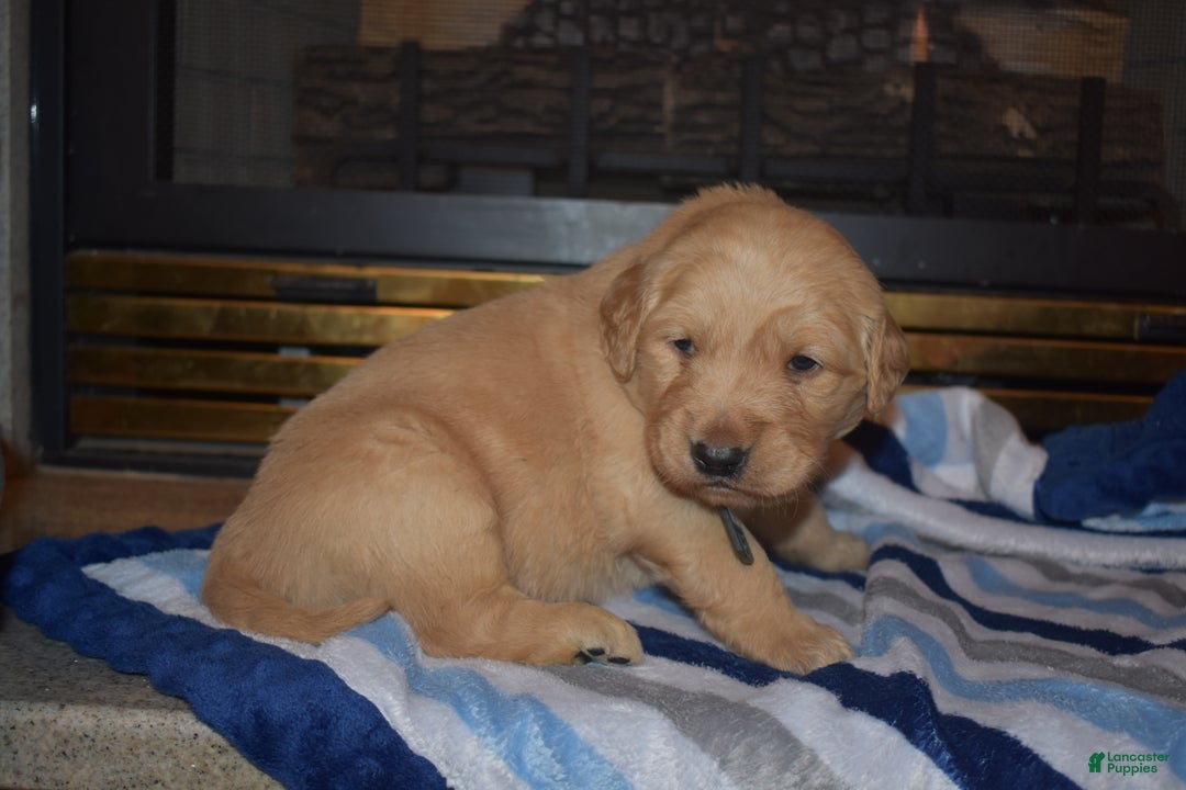 Golden Retriever dogs for sale: Charger - Ad 6