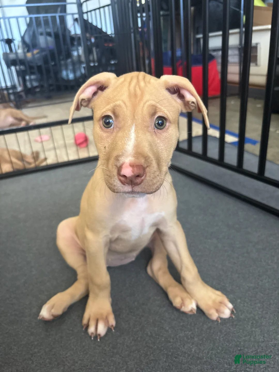 American Pit Bull Terrier dogs for sale: Bambi (UKC and ADBA) - Ad 1