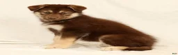 Gerberian Shepsky dogs for sale: Megan - Ad 3