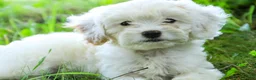Mixed Breed dogs for sale: Smurf Munchkin Bernedoodle - Ad 6