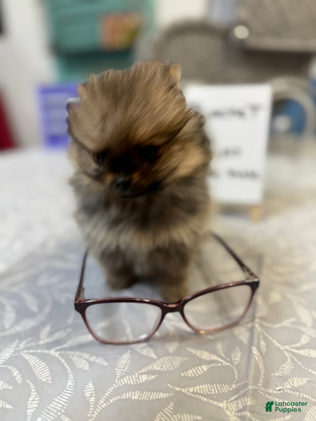 Pomeranian dogs for sale: Tiny ROCKET MAN - Ad 7