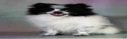 Pomeranian dogs for sale: Aca Shiba - Ad 4