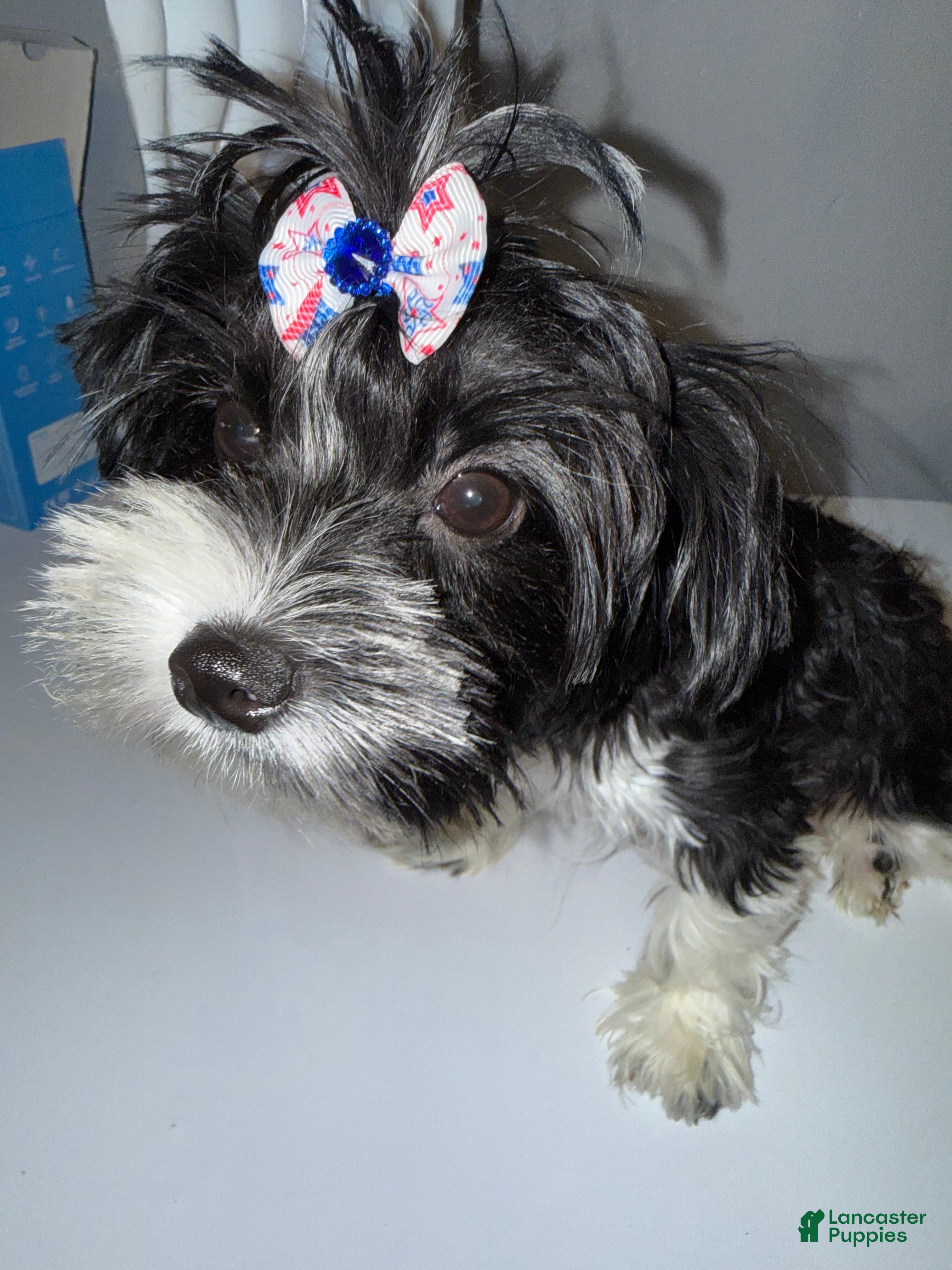Yorkshire Terrier dogs Princess - Ad 2