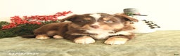 Miniature Australian Shepherd dogs for sale: Tucker - Ad 2