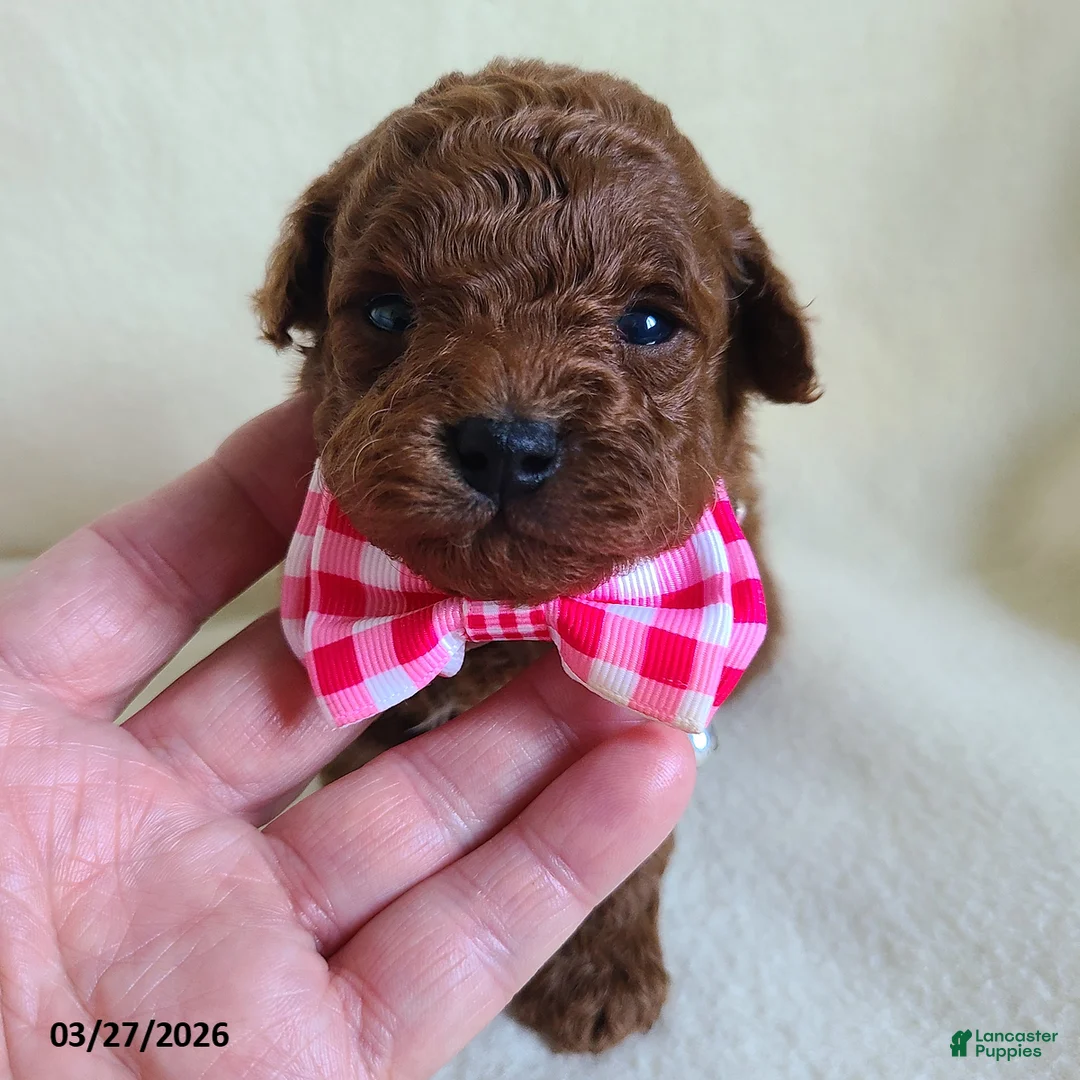 Miniature Poodle dogs for sale: Daffodil - Ad 1