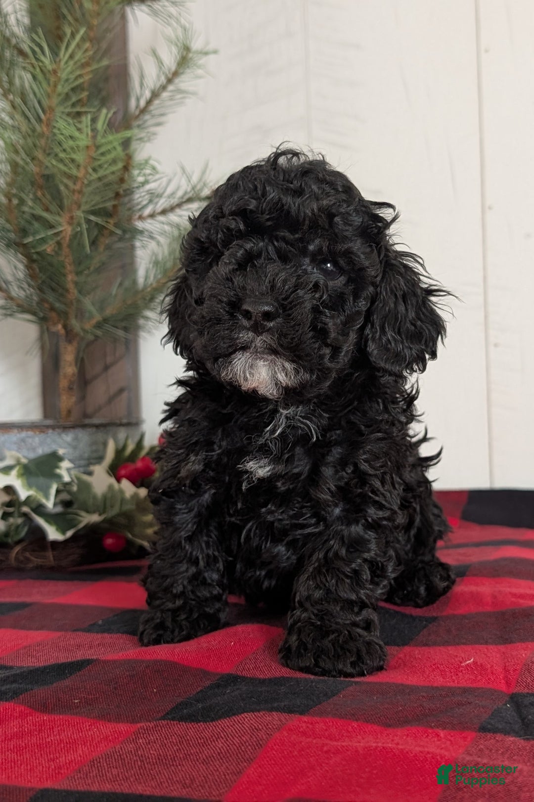 Cockapoo dogs for sale: Shiloh - Ad 7