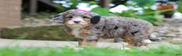 Mini Bernedoodle dogs for sale: Margarita - Ad 3