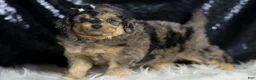 Mini Goldendoodle dogs for sale: Remington - Ad 2