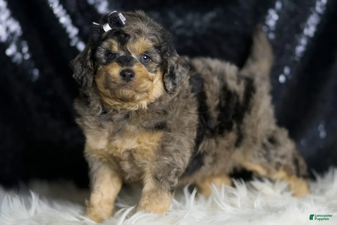 Mini Goldendoodle dogs for sale: Remington - Ad 2