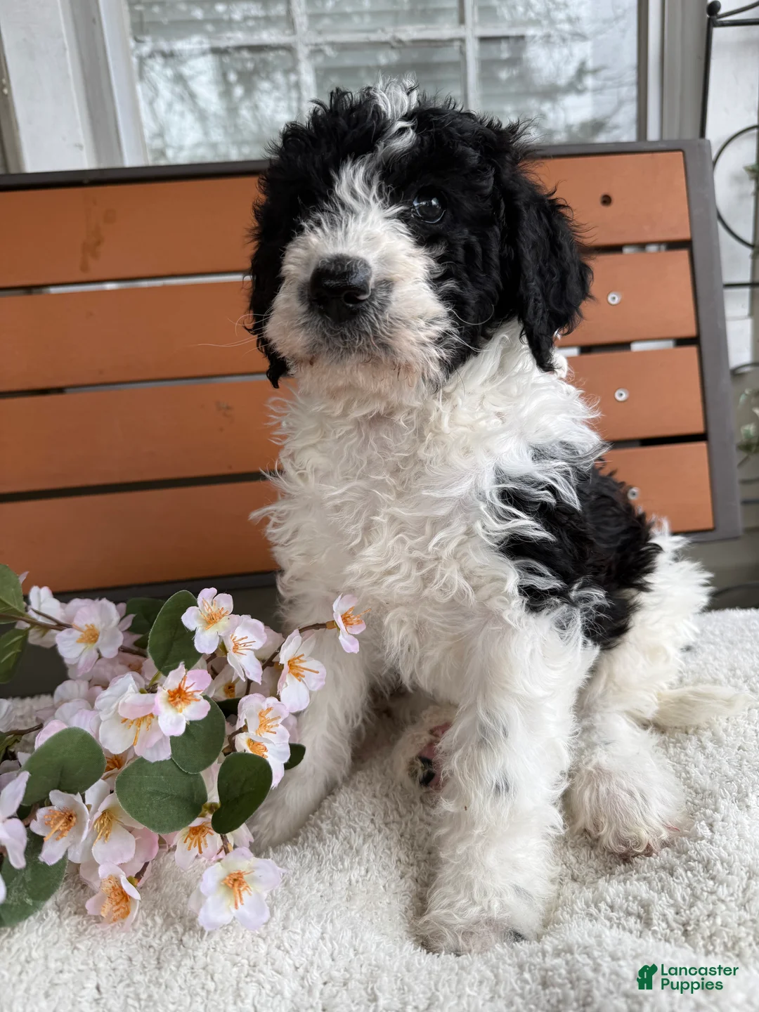 Mixed Breed dogs for sale: Sarah - Ad 1