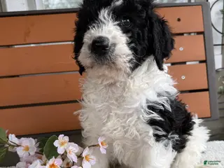 Mixed Breed dogs for sale: Sarah - Ad 2