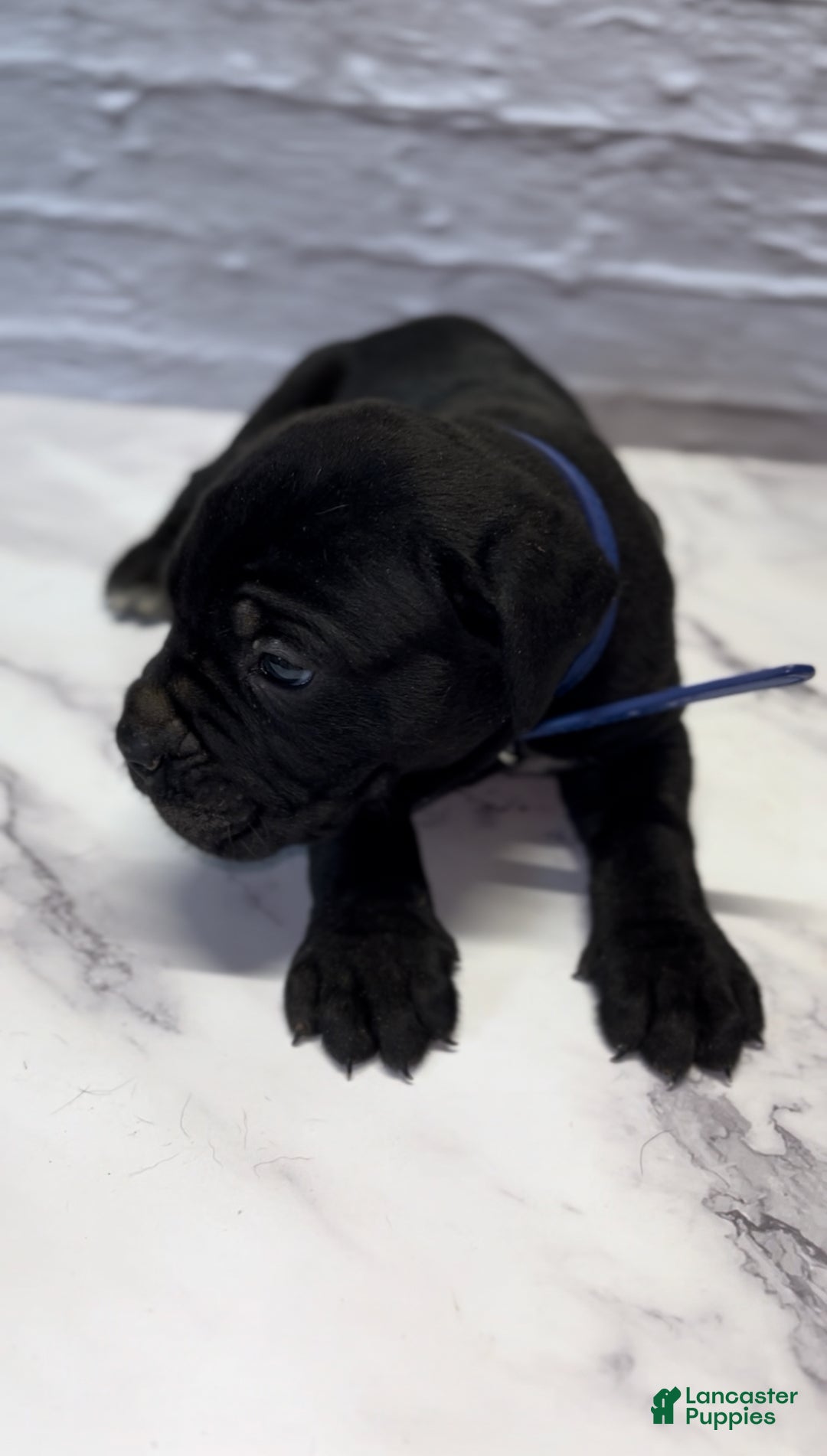 Cane Corso dogs for sale: AKC-Chevy  - Ad 4