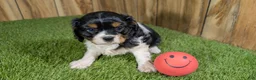 Cavalier King Charles Spaniel dogs for sale: Bessie Boy 1 - Ad 8