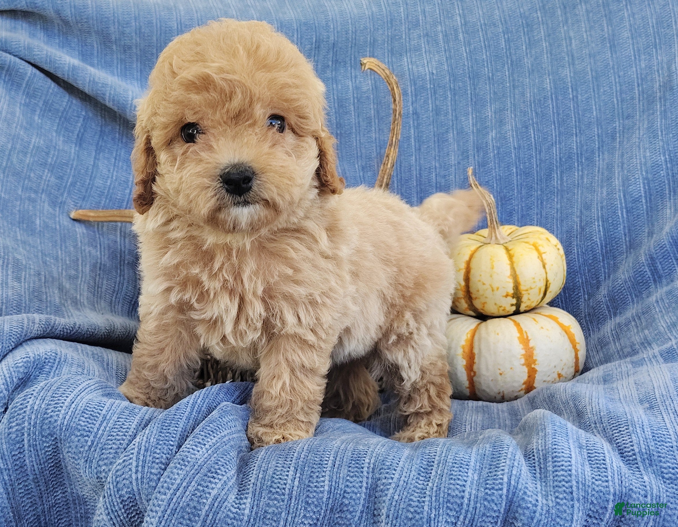 Mixed Breed dogs Snickers  - Ad 1
