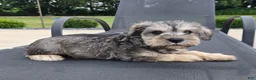 Miniature Schnauzer dogs for sale: Sammy - Ad 7