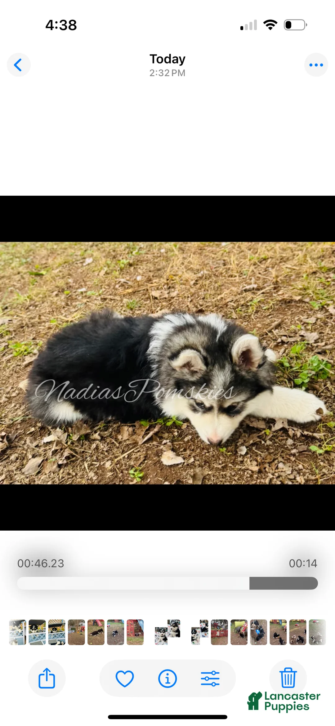 Pomsky dogs for sale: Pomsky Girl Gray/Black/White - Ad 7