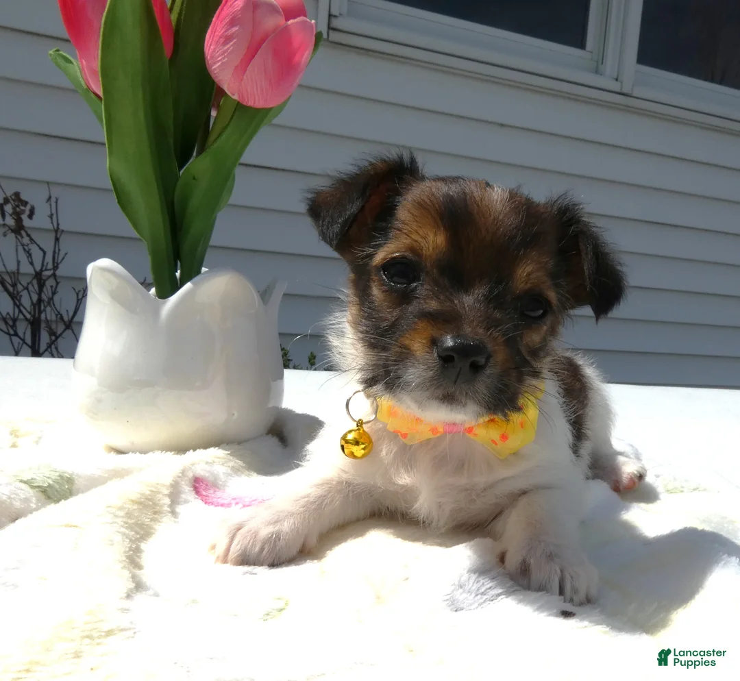 Maltipoo dogs for sale: Maltipoo Puppy 2 Lolly - Ad 2