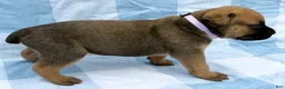 Cane Corso dogs for sale: Cane Corso 5 - Ad 3