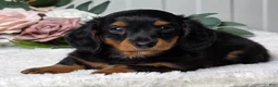 Miniature Dachshund dogs for sale: Rollie - Ad 4