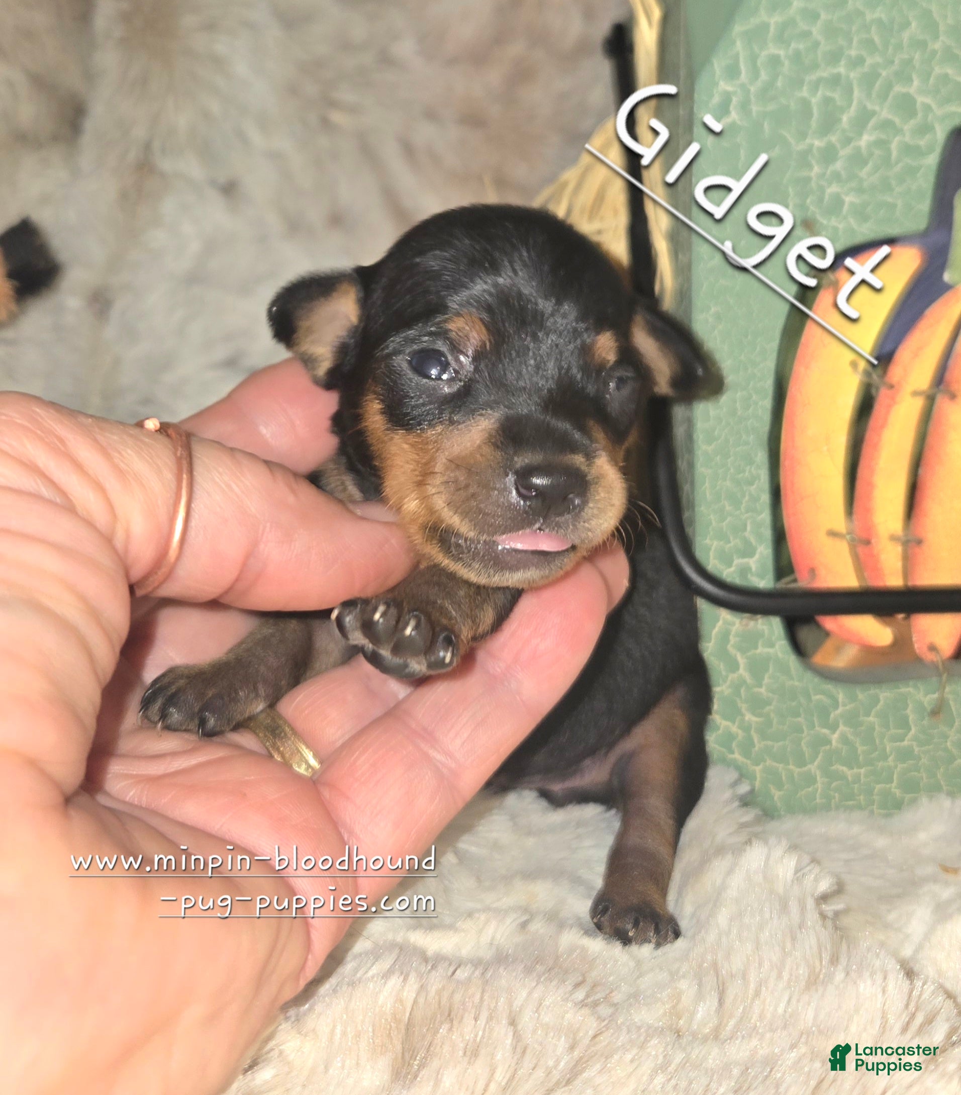 Miniature Pinscher dogs Gidget  - Ad 32