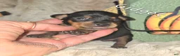 Miniature Pinscher dogs for sale: Gidget  - Ad 1