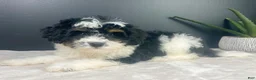 Mini Bernedoodle dogs for sale: Brielle - Ad 4