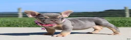 French Bulldog dogs for sale: Tansy - Ad 4