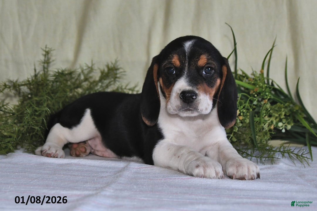 Beagle dogs for sale: Logan - Ad 5