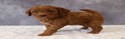 Mini Goldendoodle dogs for sale: Milo - Ad 2