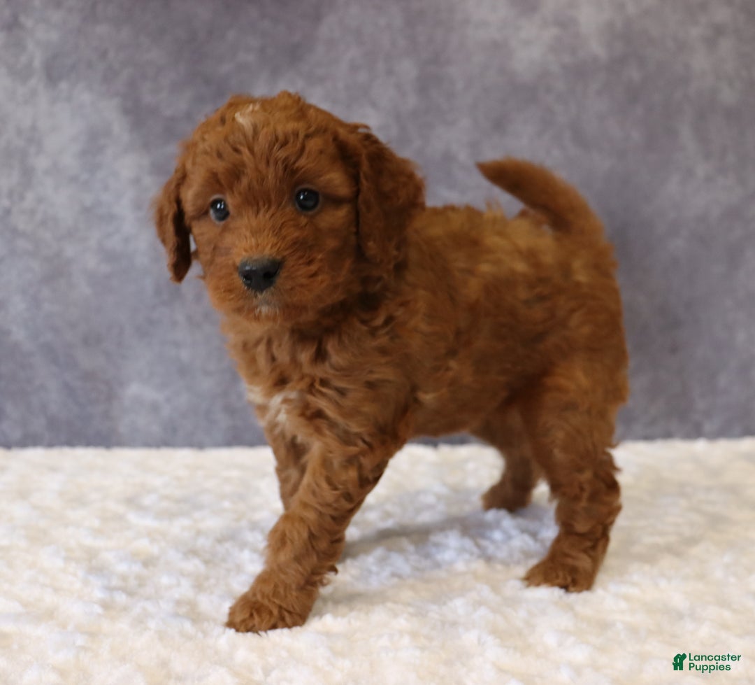 Mini Goldendoodle dogs for sale: Milo - Ad 2