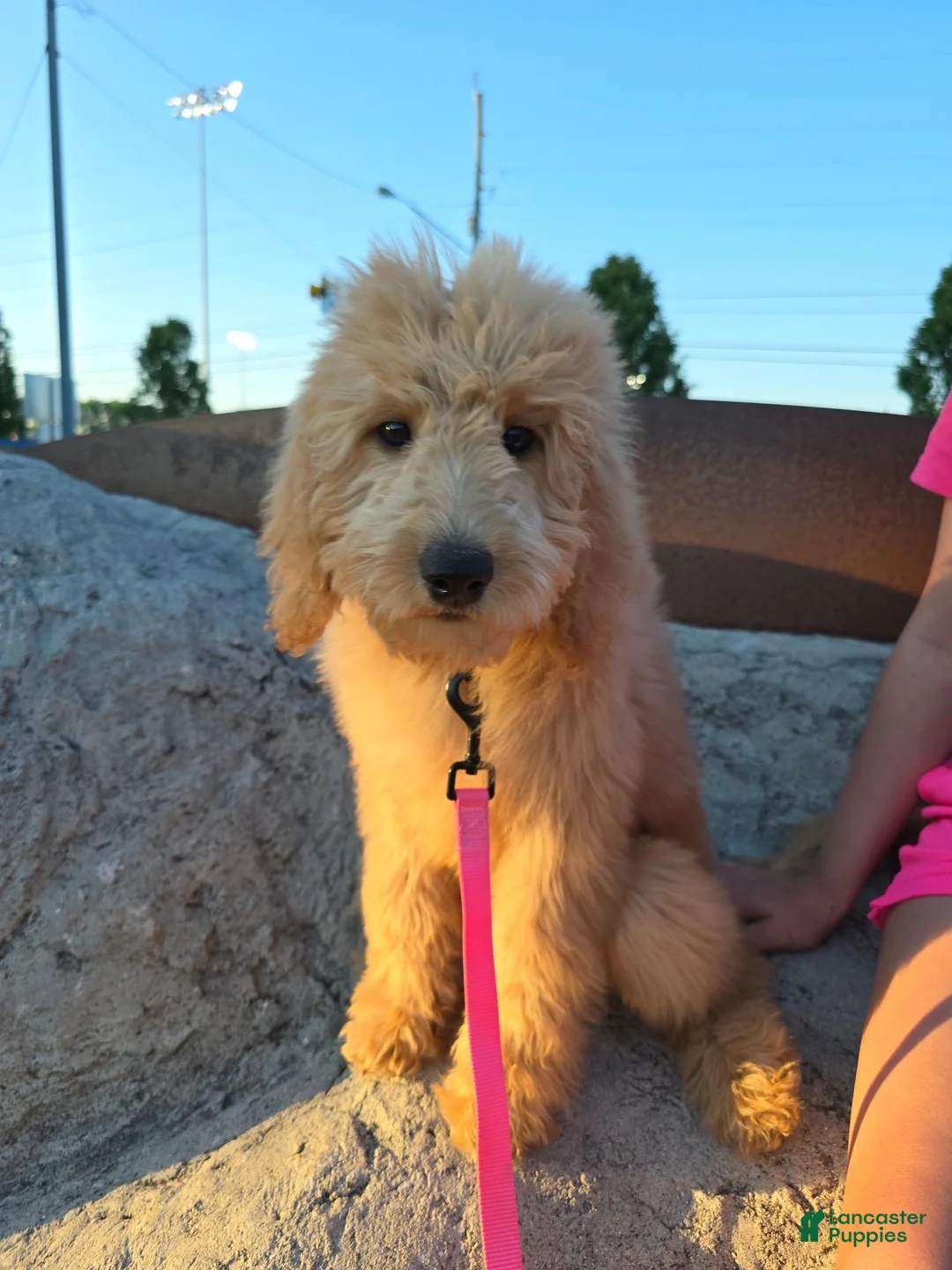 Goldendoodle dogs for sale: Goldendoodle Puppy 2 - Ad 1