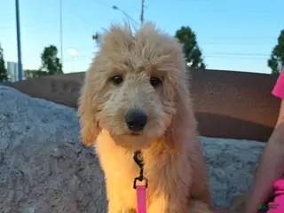 Goldendoodle dogs Goldendoodle Puppy 2 - Ad 19