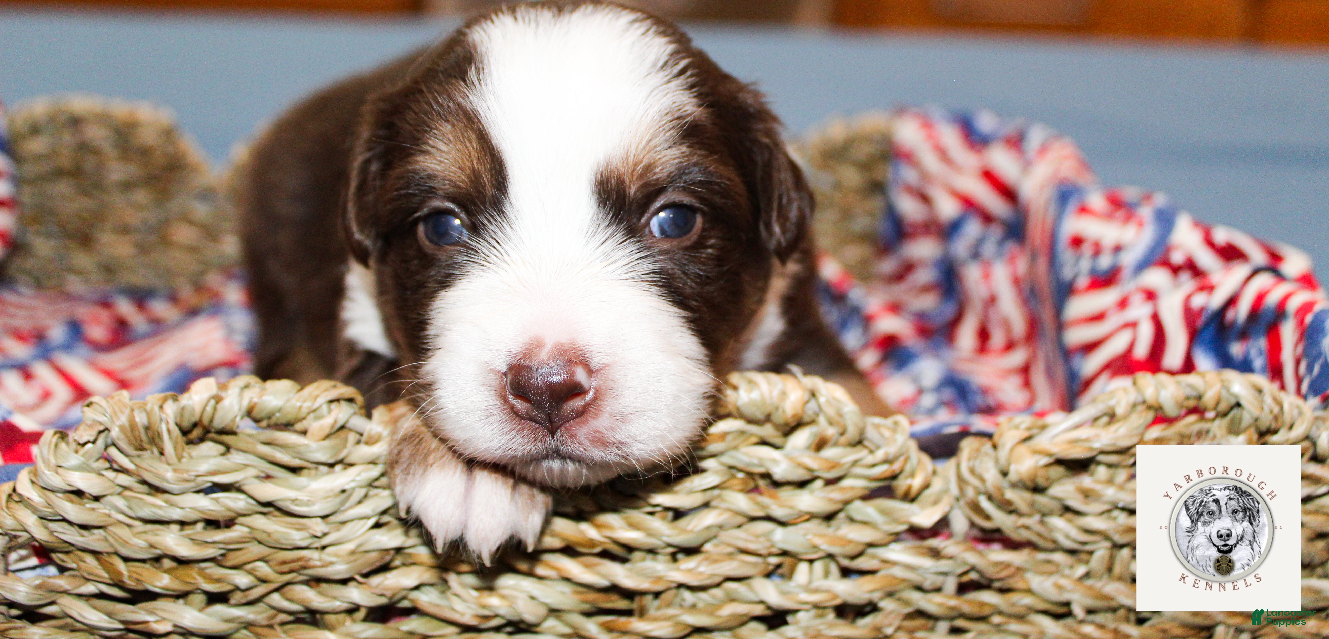 Miniature Australian Shepherd dogs Eleanor Roosevelt - Ad 1