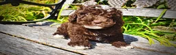 Havapoo dogs for sale: Juno-LABOR DAY SALE-TAKE $100 OFF!!! - Ad 8