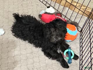 Shihpoo dogs Shihpoo Puppy 2 - Ad 11