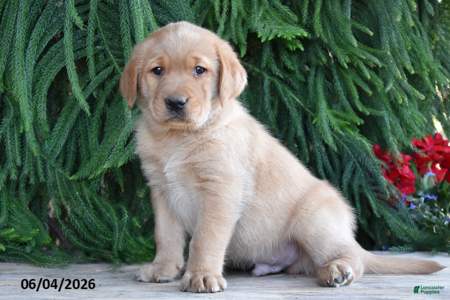 Goldador dogs for sale: Dusty - Ad 2